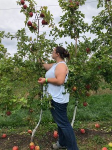 Person in blue tank top and jeans reaching up to pick an apple in an orchard.